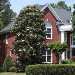 Featured Products -Garden Plant Store Southern Magnolia 2 FGT