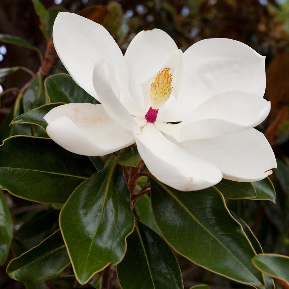 Southern Magnolia 5 Southern Magnolia - Image 3