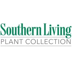 Flirt™ Nandina Shrub -Garden Plant Store Southn Living 1000x1000 f4d0b8a1 71f7 438a bfa1 4a45ef2ae956