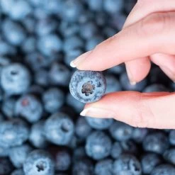 Spartan Blueberry Bush -Garden Plant Store Spartan Blueberry 5 FGT