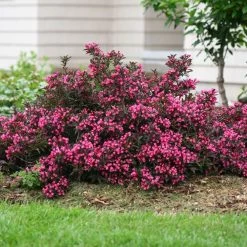 Spilled Wine® Weigela Shrub 9 Spilled Wine® Weigela Shrub -Garden Plant Store Spilled Wine Weigela 1 FGT