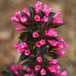 Spilled Wine® Weigela Shrub 10 Spilled Wine® Weigela Shrub -Garden Plant Store Spilled Wine Weigela 4 FGT