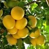 Star Ruby Grapefruit Tree -Garden Plant Store Star Grapefruit 3600x600jpg
