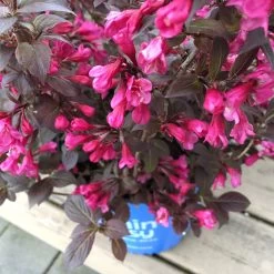 Stunner® Weigela -Garden Plant Store Stunner weigela 1