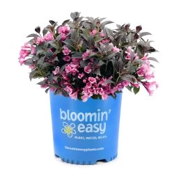 Stunner® Weigela -Garden Plant Store Stunner weigela 3