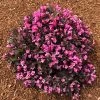 Stunner® Weigela 1 Stunner® Weigela -Garden Plant Store Stunner weigela 600x600 374f2660 7429 4603 bcb3 1c1dcc3fcbf2