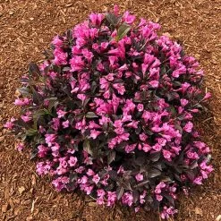 Stunner® Weigela
