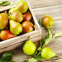 Summercrisp Pear Tree -Garden Plant Store Summercrisp Pear 3 FGT