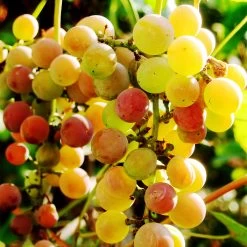 Summit Muscadine Grapes -Garden Plant Store Summit muscadine Grape 3