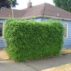 Sunset Glow Bamboo 7 Sunset Glow Bamboo -Garden Plant Store Sunset Glow Bamboo 2 450w