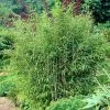 Sunset Glow Bamboo -Garden Plant Store Sunset Glow Bamboo 3 450w