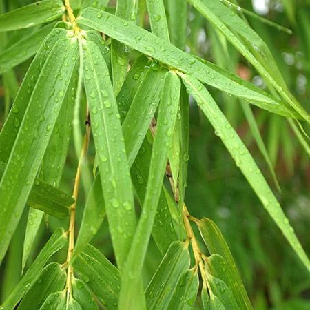 Sunset Glow Bamboo 4 Sunset Glow Bamboo - Image 2