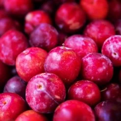 Superior Plum Tree -Garden Plant Store Superior Plum 3