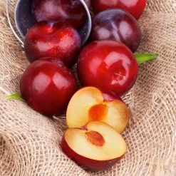 Superior Plum Tree -Garden Plant Store Superior Plum 4