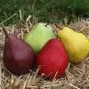 2-in-1 Pear Surprise Tree 2 2-in-1 Pear Surprise Tree -Garden Plant Store Suprise Pear 600x600 5bf56b55 f018 4dd4 8ad9 549b3ab4b347
