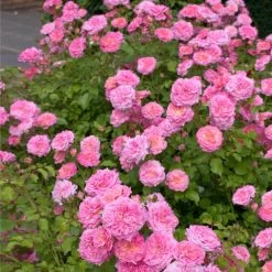 Sweet Drift® Rose 7 Sweet Drift® Rose -Garden Plant Store Sweet Drift Rose 1