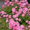 Sweet Drift® Rose -Garden Plant Store Sweet Drift Rose FGT 600x600 85267c61 b20a 44cb 9d8e 99cf9a91ca1a