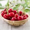 Sweetheart Cherry Tree -Garden Plant Store Sweetheart Cherry Tree FGT 600x600 3e42f483 d8d4 4770 85cc ce64457ddbb6