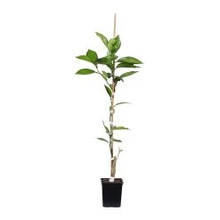 Tangelo Tree 12 Tangelo Tree -Garden Plant Store TAN TRE 12 1QT