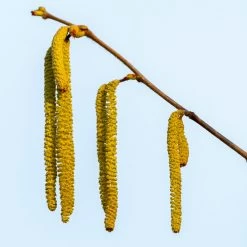 Theta Filbert Hazelnut -Garden Plant Store THeta FIlbert Hazelnut 3