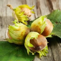 Theta Filbert Hazelnut -Garden Plant Store THeta FIlbert Hazelnut 6 FGT