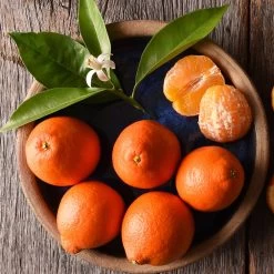 Tangelo Tree 11 Tangelo Tree -Garden Plant Store Tangelo 1 FGT