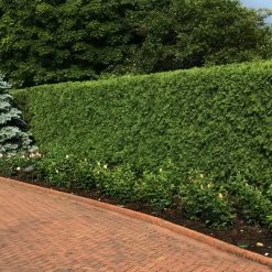 'Techny' Cold Hardy Thuja Tree -Garden Plant Store Techny Thuja 2
