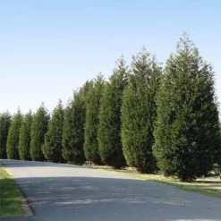 'Techny' Cold Hardy Thuja Tree