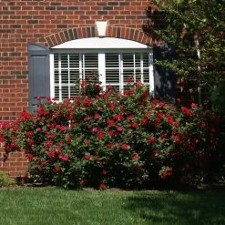 The Grand Champion™ Rose 8 The Grand Champion™ Rose -Garden Plant Store The Grand Champion Rose 1