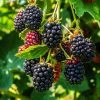 Thornless Blackberry -Garden Plant Store Thornless Blackberry 600x600 a091c576 f41c 4943 899c 23770ac6b268