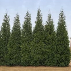 Junior Giant Thuja Tree -Garden Plant Store Thuja Junior Giant BB 2