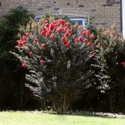 Thunderstruck™ Coral Boom™ Crape Myrtle Tree -Garden Plant Store Thunderstruck Coral Bloom 2