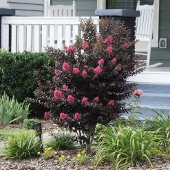 Thunderstruck™ Coral Boom™ Crape Myrtle Tree -Garden Plant Store Thunderstruck Coral Bloom 6