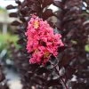 Thunderstruck™ Coral Boom™ Crape Myrtle Tree 1 Thunderstruck™ Coral Boom™ Crape Myrtle Tree -Garden Plant Store Thunderstruck Coral Bloom FGT 600x600 78393993 bc09 480e a4f5 ada4b665bac2