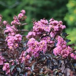 Thunderstruck™ Lavender Blast™ Crape Myrtle Tree -Garden Plant Store Thunderstruck Lavender Blast 2 FGT