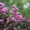Thunderstruck™ Lavender Blast™ Crape Myrtle Tree 1 Thunderstruck™ Lavender Blast™ Crape Myrtle Tree -Garden Plant Store Thunderstruck Lavender Blast 600x600 81d57003 73b0 45d7 97c0 81ead196b77d