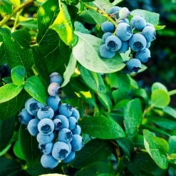 Tifblue Blueberry - USDA Organic -Garden Plant Store TifBlue Blueberry 1 4abf087f 55f9 47be 9859 69b1a07bf8d8