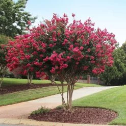 Tonto Crape Myrtle Tree -Garden Plant Store Tonto Crape Myrtle 2