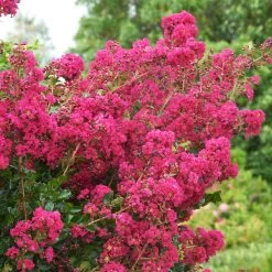 Tonto Crape Myrtle Tree -Garden Plant Store Tonto Crape Myrtle 5 FGT