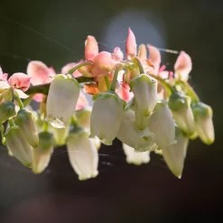 Toro Blueberry Bush - USDA Organic -Garden Plant Store Toro Blueberry 3 1cbc3ceb 6262 43bb 917a 490851827d67