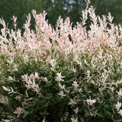 Tri-Color Willow Tree -Garden Plant Store Tri color Willow 1 FGT 7d486ca6 2975 4fd2 8639 4e87e9aac05c