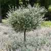 Tri-Color Willow Tree -Garden Plant Store Tri color Willow Tree 600x600 FGT