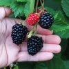 Triple Crown Blackberry Plant - USDA Organic 1 Triple Crown Blackberry Plant - USDA Organic -Garden Plant Store Triple Crown Blackberry 600x600 4738c29c 5a3b 48de 9f14 21b727d2b5a2
