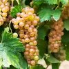 Triumph Muscadine Grapes -Garden Plant Store Triumph Muscadine FGT 600x600 cfbb23d6 9d48 48f7 8c6d 1ded3a7ff912