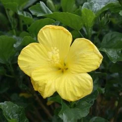 Yellow Tropical Hibiscus Tree 8 Yellow Tropical Hibiscus Tree -Garden Plant Store Tropical Hibiscus Yellow 3