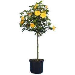 Yellow Tropical Hibiscus Tree 9 Yellow Tropical Hibiscus Tree -Garden Plant Store Tropical Hibiscus Yellow 4