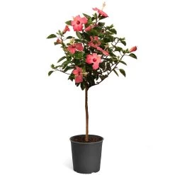 Pink Tropical Hibiscus Tree 11 Pink Tropical Hibiscus Tree -Garden Plant Store Tropical Pink Hibiscus 2