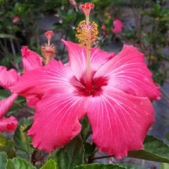 Pink Tropical Hibiscus Tree 9 Pink Tropical Hibiscus Tree -Garden Plant Store Tropical Pink Hibiscus 3 FGT