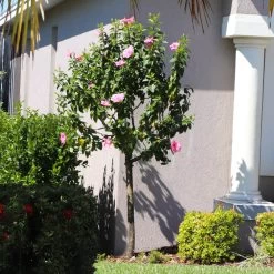 Pink Tropical Hibiscus Tree 10 Pink Tropical Hibiscus Tree -Garden Plant Store Tropical Pink Hibiscus 6