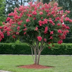 Tuscarora Crape Myrtle -Garden Plant Store Tuscarora Crape myrtle 2 FGT